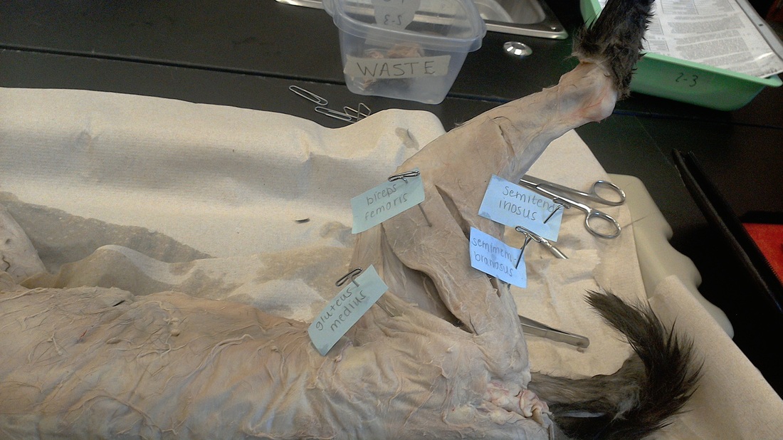 Anatomy and Physiology-Labs - Muscle Dissection